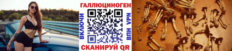 купить наркоту  Новотитаровская  Галлюциногенные грибы MAGIC MUSHROOMS 